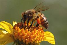 Beehives